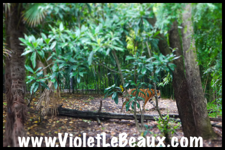 VioletLeBeaux-Melbourne-Zoo-1030146_1346 copy